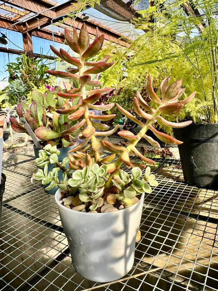 Photos from Peaceful Plant Farm's post